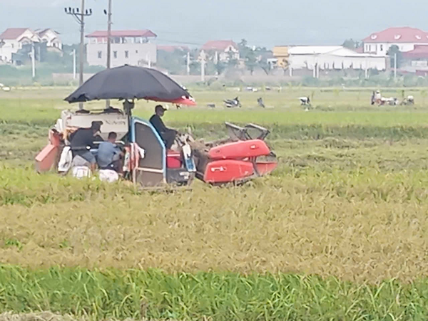Nông dân xã Đoan Hạ thu hoạch lúa vụ Mùa