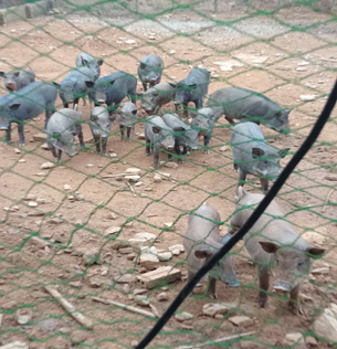 PHÁT TRIỂN KINH TẾ VỚI MÔ HÌNH CHĂN NUÔI LỢN RỪNG LAI