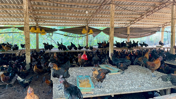 Xã Mỹ Thuận tổng kết mô hình gà HAH-VCN chứng nhận VIETGAHP", gắn với liên kết tiêu thụ sản phẩm