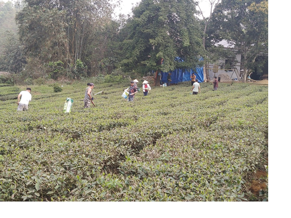 Lan tỏa Phong trào "Nông dân thi đua sản xuất kinh doanh giỏi xã Tam Thanh