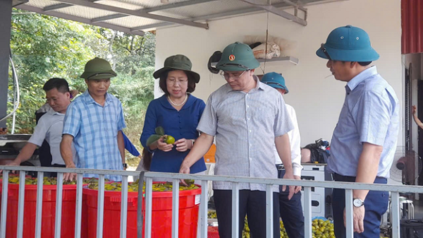 Đồng chí Bùi Thị Thơm - Phó Chủ tịch Trung ương Hội Nông dân Việt Nam tham quan mô hình trồng cây ăn quả hồng không hạt xã Gia Thanh, huyện Phù Ninh