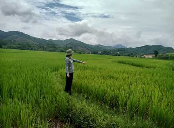 Hội Nông dân xã Xuân Đài (Tân Sơn) hướng dẫn phòng trừ sâu bệnh hại lúa