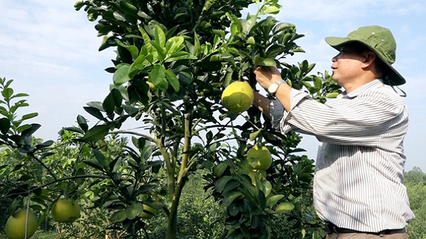 Huyện Cẩm Khê đã xây dựng được 14 mã số vùng trồng cho cây lúa, rau, chuối, bưởi