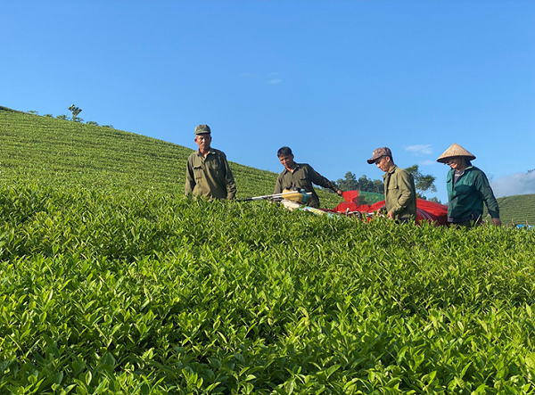 NÔNG DÂN XÃ LONG CỐC PHẤN KHỞI THU HOẠCH CHÈ