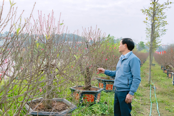 Làng hoa đào Nhà Nít, xã Thanh Đình rộn ràng vào vụ Tết Ất Tỵ 2025