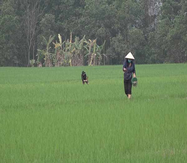 Nông dân Yên Lập tập trung chăm sóc lúa vụ chiêm xuân năm 2025