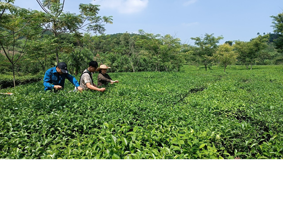 Cung ứng phân bón trả chậm - Công ty Cổ phần Supe Phốt phát và Hóa chất Lâm Thao đồng hành cùng nông dân