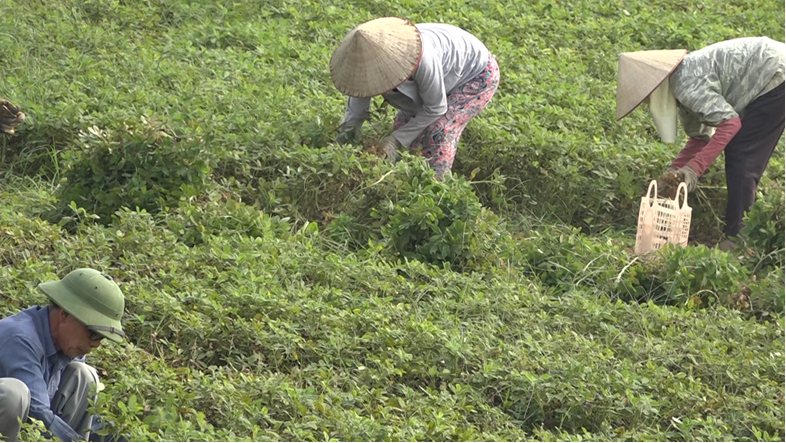 Niềm vui được mùa lạc xuân của bà con nông dân xã Phú Khê.