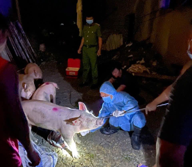 Xã Phú Khê phát hiện, xử lý vụ buôn bán lợn nhiễm dịch tả lợn Châu Phi