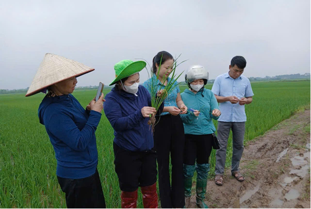 Hội Nông dân xã Hiền Quan thăm đồng kiểm tra tình hình sâu bệnh lúa