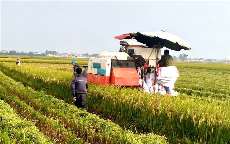 Nông dân xã Bản Nguyên thu hoạch lúa vụ Mùa, triển khai sản xuất vụ Đông năm 2025