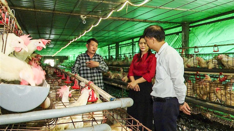 Mô hình trứng gà Ninh Điệp xã Vạn Xuân hướng đi bền vững trong phát triển nông nghiệp hiện đại