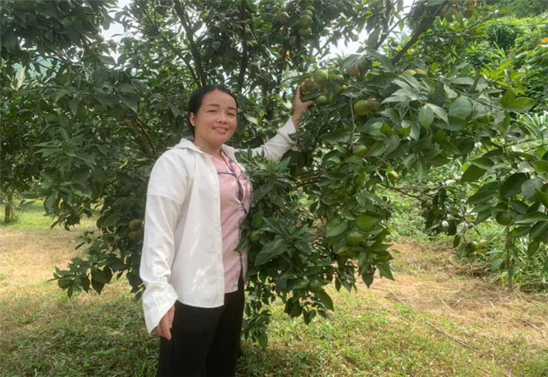 Khát vọng làm giàu từ mô hình trồng cam canh hữu cơ