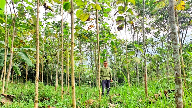 Hiệu quả bước đầu của mô hình nông lâm kết hợp trồng cây tếch tại xã Tân Lạc