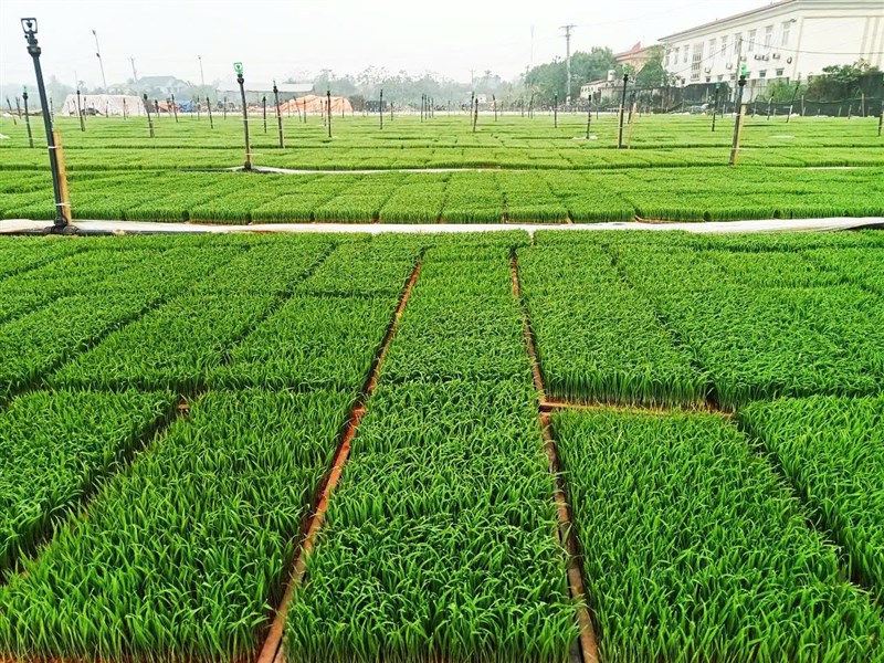 Mô hình gieo mạ khay cấy máy phục vụ sản xuất vụ Xuân năm 2026 của Hợp tác xã dịch vụ nông nghiệp – điện năng Phương Xá xã Cẩm Khê 