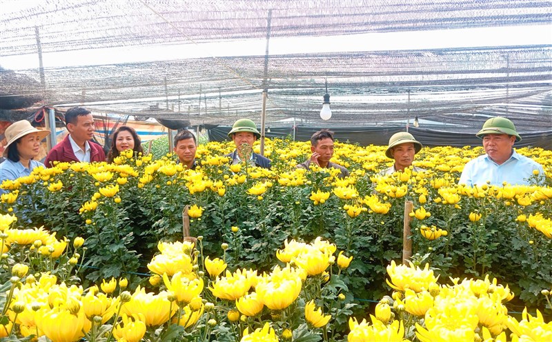 Nông dân xã Phú Khê làm giàu từ mô hình trồng hoa