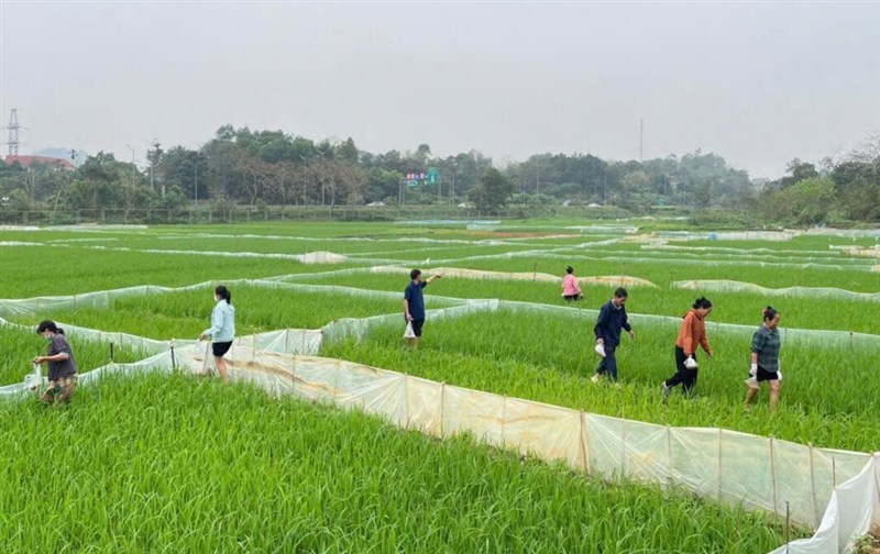 Xã Phù Ninh tổ chức ra quân diệt chuột tập trung vụ Xuân năm 2026