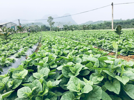 Hợp tác xã Nông nghiệp hữu cơ công nghệ cao Hải Đăng liên kết trồng các loại rau trái vụ