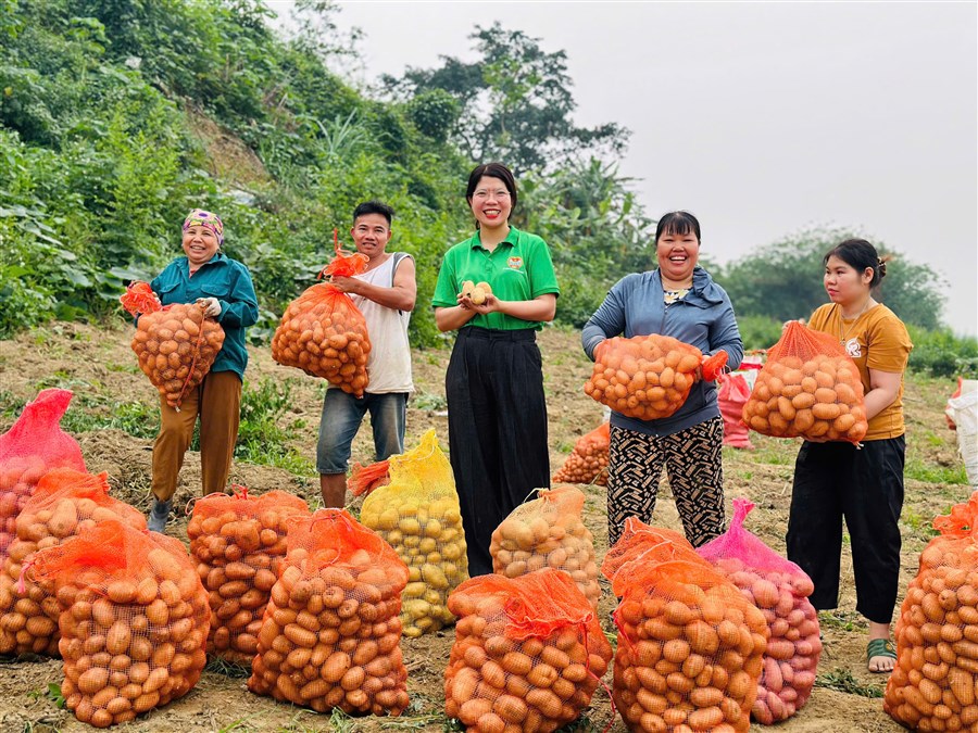 Hội Nông dân xã Đoan Hùng tổng kết mô hình trồng thí điểm giống khoai tây JULINKA – Đức