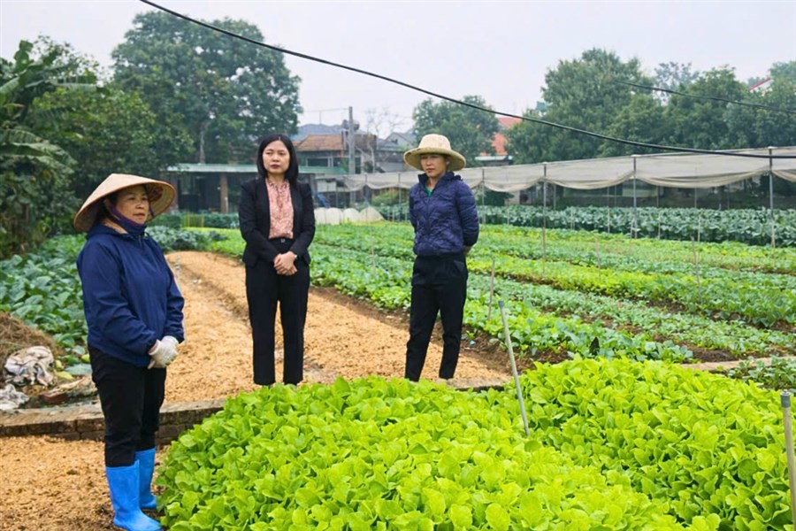 Phát huy hiệu quả Quỹ hỗ trợ nông dân trong dự án Trồng rau an toàn tại xã Lâm Thao, tỉnh Phú Thọ