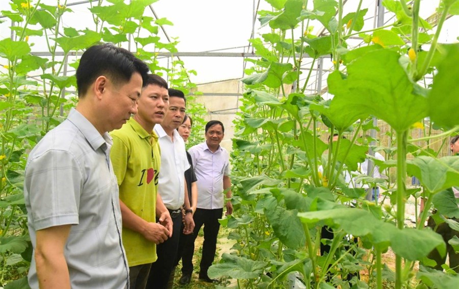 Hội Nông dân xã Tây Cốc thăm mô hình dưa lưới tại Khu Cát Lâm 2