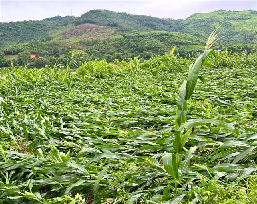 Hội viên nông dân phường Tân Hòa bị thiệt hại về tài sản, cây cối và hoa màu do giông lốc lớn