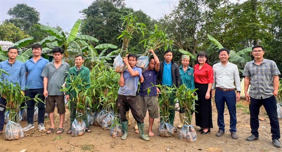 Hội Nông dân xã Cao Sơn phối hợp trao giống măng tre Bát độ và hướng dẫn kỹ thuật trồng