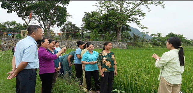 Hội Nông dân xã Yên Thủy tổ chức lớp tập huấn kỹ thuật chăm sóc và phòng trừ sâu bệnh trên cây lúa, cây ngô