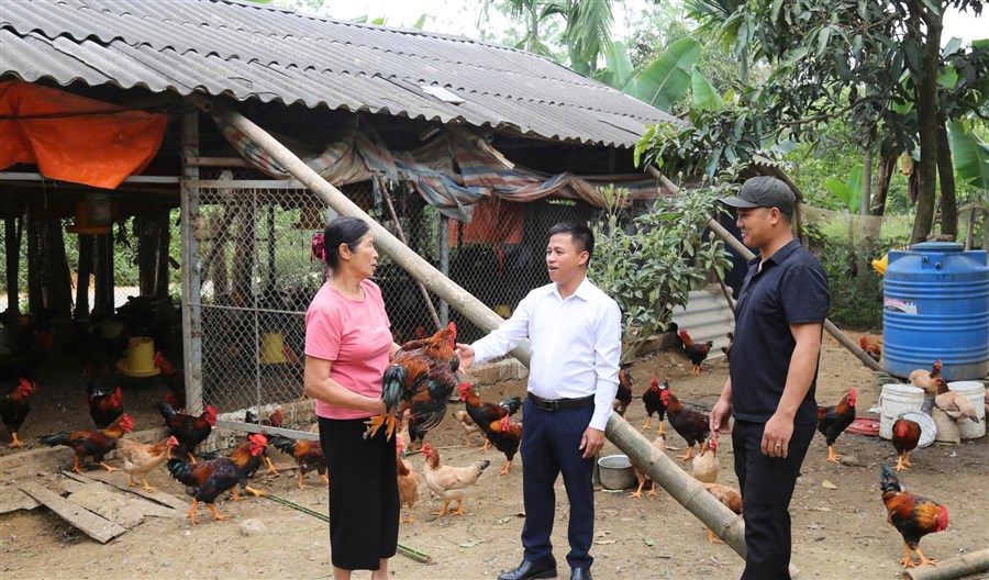 Lão nông làm giàu từ nuôi gà Mía