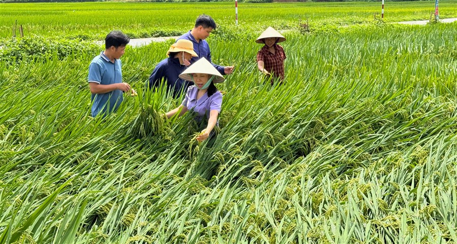 Hội Nông dân xã Minh Đài kiểm tra, hỗ trợ hội viên  khắc phục diện tích lúa bị đổ sau giông lốc