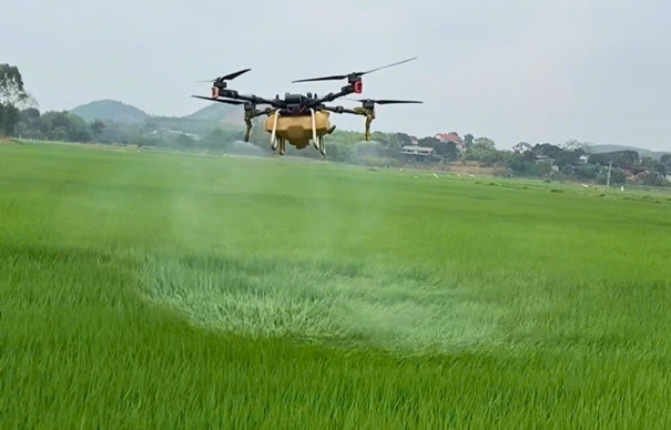 Phun thuốc bảo vệ thực vật bằng máy bay không người lái tại cánh đồng sản xuất tập trung tại xã Chi Đám