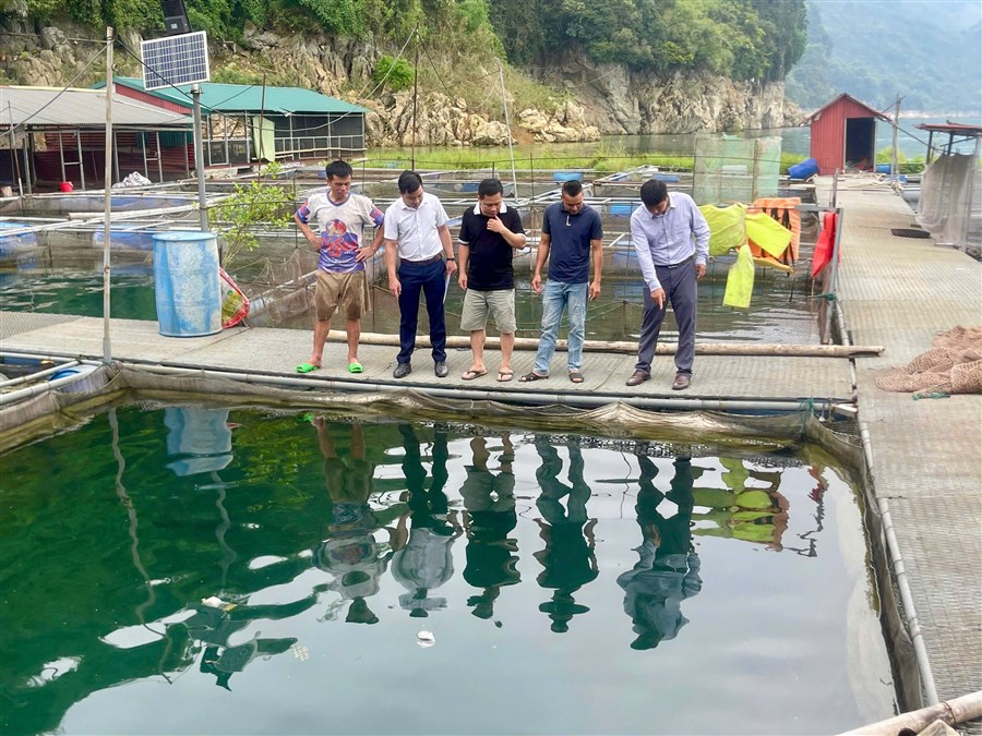 Hiệu quả từ nguồn vốn Quỹ Hỗ trợ nông dân: Tiếp sức hội viên phát triển mô hình nuôi cá lồng trên lòng hồ Sông Đà
