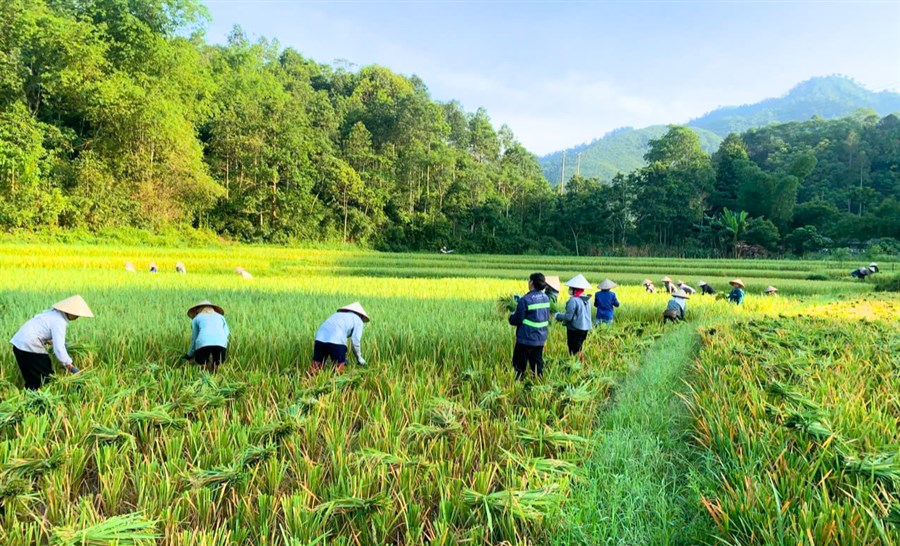 RỘN RÀNG NIỀM VUI MÙA GẶT