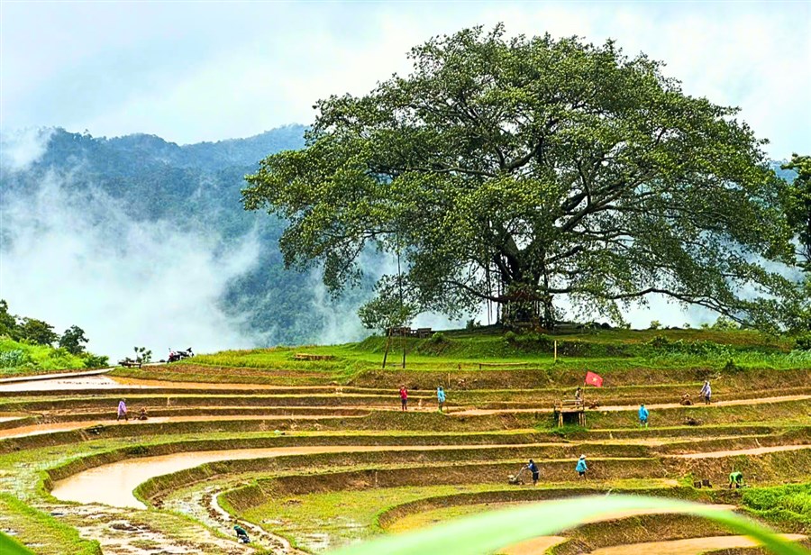 Cao Phong đẩy nhanh gieo cấy lúa Hè Thu năm 2026