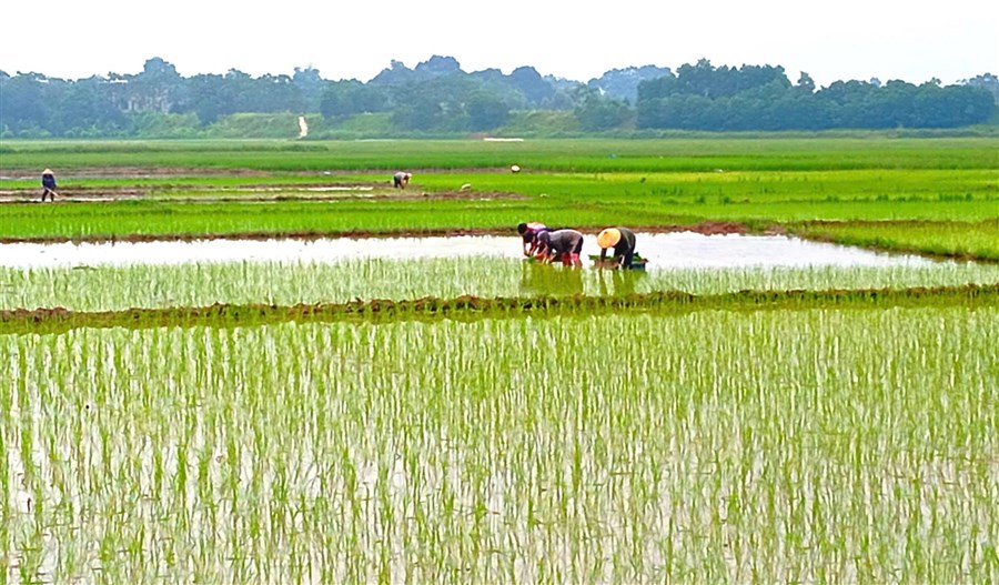 THÔNG BÁO Kết quả tổng điều tra tình hình sinh vật gây hại (SVGH) đầu vụ, dự báo SVGH trên cây lúa vụ Mùa 2026