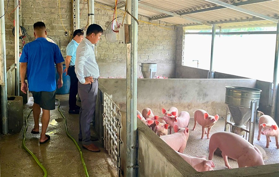 Nguồn vốn Quỹ Hỗ trợ nông dân tiếp sức người dân tái đàn lợn sinh sản tại thôn Môn Dài, xã Thung Nai