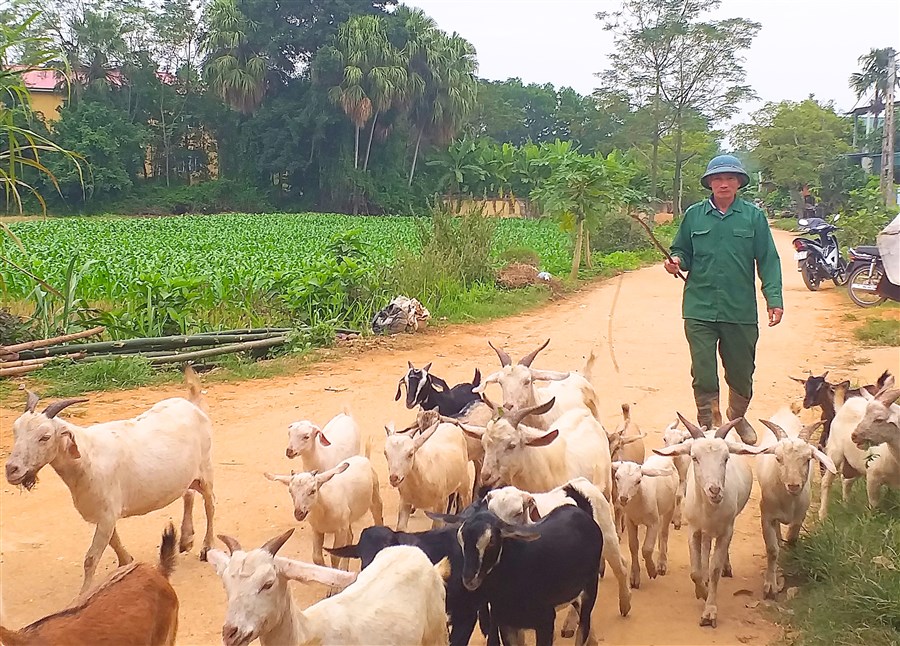 Phú Khê: Hội viên nông dân làm giàu từ nuôi dê
