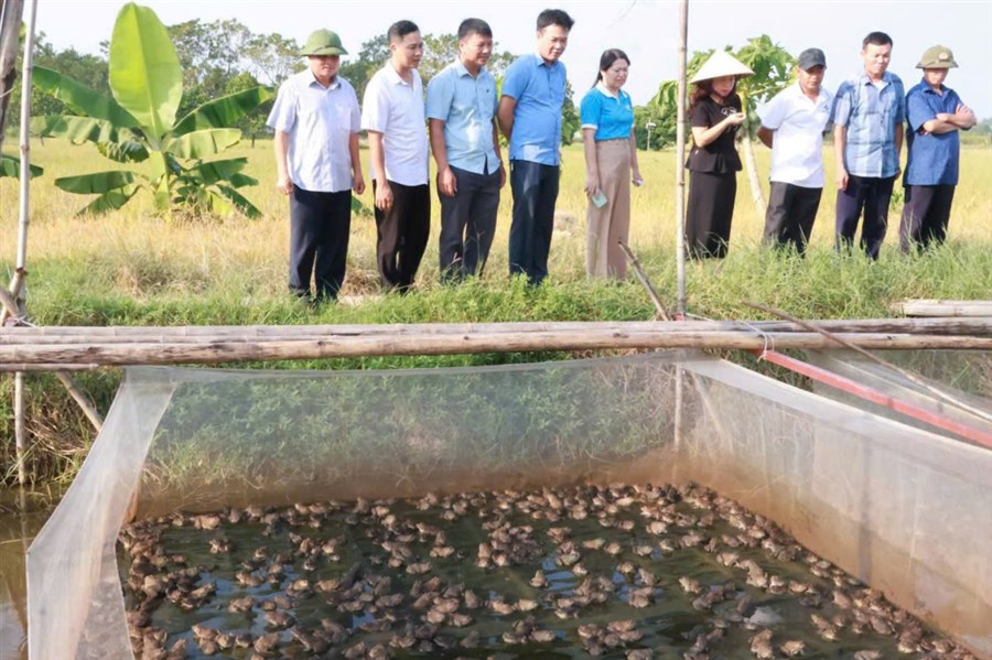 Hội Nông dân xã Bản Nguyên ra mắt Tổ hội nghề nghiệp nuôi ếch thương phẩm và chăn nuôi tổng hợp