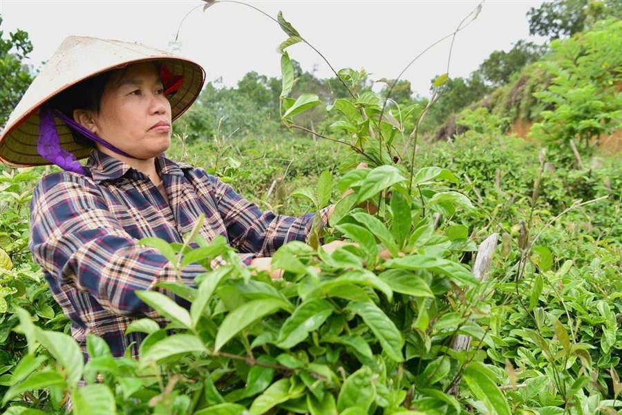 Hội Nông dân xã Thái Hòa lan tỏa phong trào thi đua phát triển kinh tế