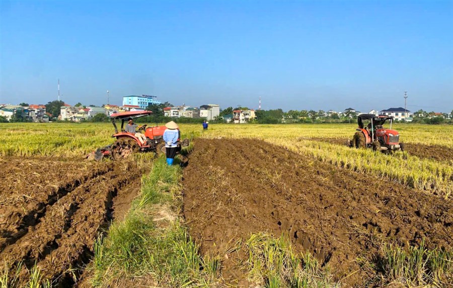 Hội Nông dân xã Lâm Thao triển khai mô hình trồng khoai lang Nhật vụ đông